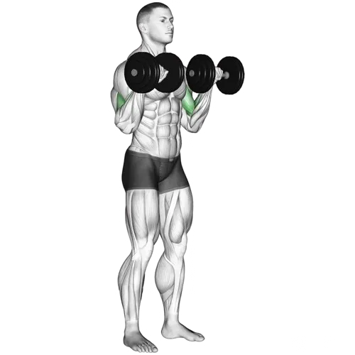 dumbbell-reverse-curl