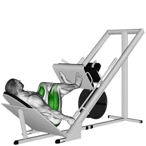 sled-leg-press